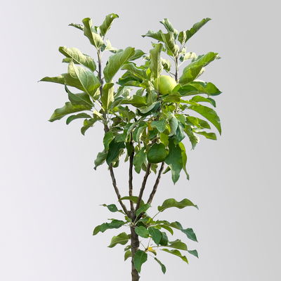 Kölle Bio Säulenapfel 'Goldcats'Ⓢ, Unterlage MM 111, Topf 10 Liter