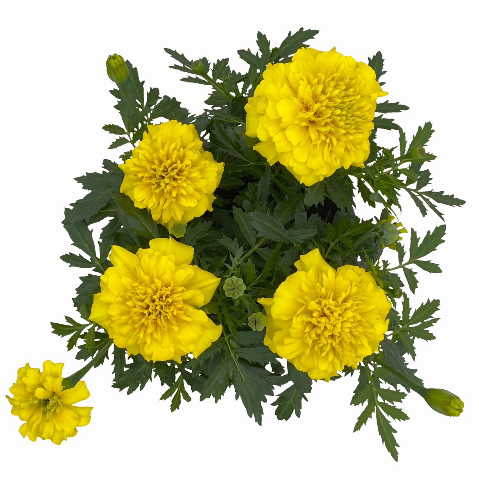 Tagetes, Farbe zufällig, Topf-Ø 12 cm, 6er-Set