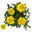 Tagetes, Farbe zufällig, Topf-Ø 12 cm, 6er-Set