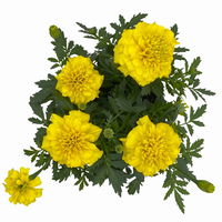 Tagetes, Farbe zufällig, Topf-Ø 12 cm, 6er-Set