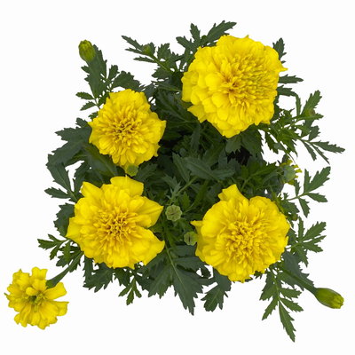 Tagetes, Farbe zufällig, Topf-Ø 13 cm, 6 Pflanzen