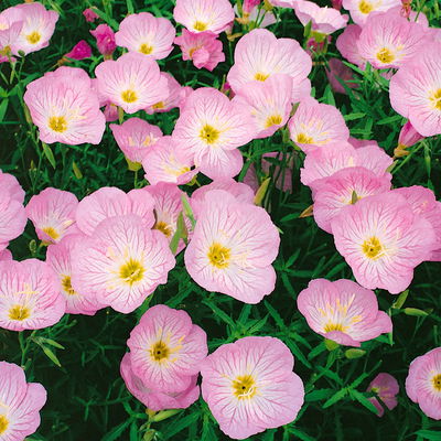 Stauden-Set, 12 Pflanzen für 2 m², weiß-rosa-blau