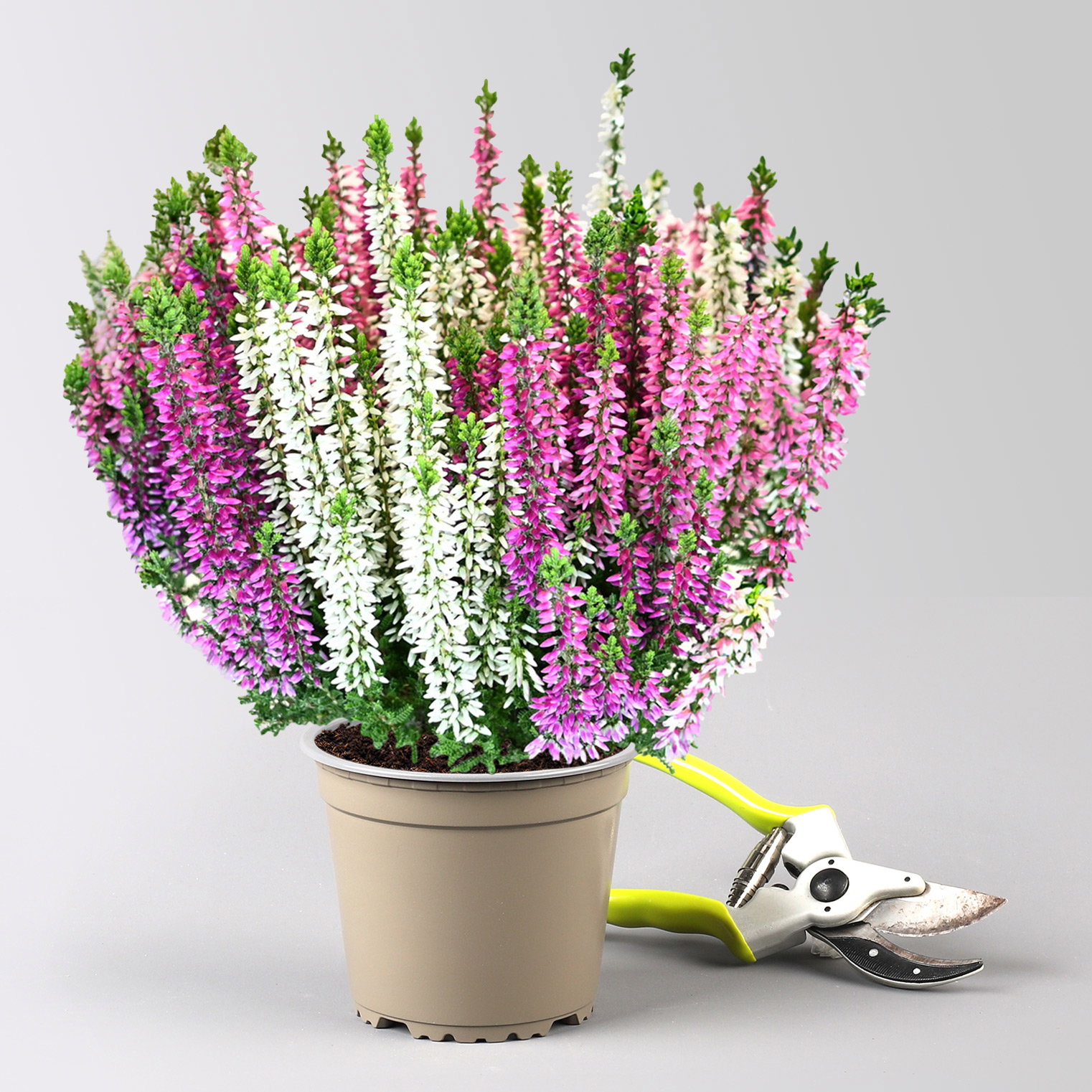 Calluna 'Beauty Ladies® Harmony' Trio, lila-rosa-weiß, Topf-Ø 13 cm, 6 Pflanzen Calluna 'Beauty Ladies® Harmony' Trio, lila-rosa-weiß, Topf-Ø 13 cm, 6 Pflanzen