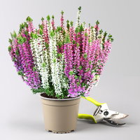 Calluna 'Beauty Ladies® Harmony' Trio, lila-rosa-weiß, Topf-Ø 13 cm, 6 Pflanzen Calluna 'Beauty Ladies® Harmony' Trio, lila-rosa-weiß, Topf-Ø 13 cm, 6 Pflanzen