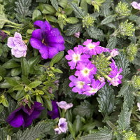 Beet- und Balkonpflanzen-Mix, flieder-lila, Topf-Ø 13 cm, 6 Pflanzen