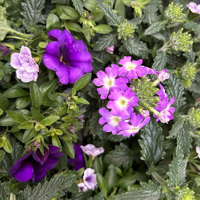 Beet- und Balkonpflanzen-Mix, flieder-lila, Topf-Ø 13 cm, 6 Pflanzen