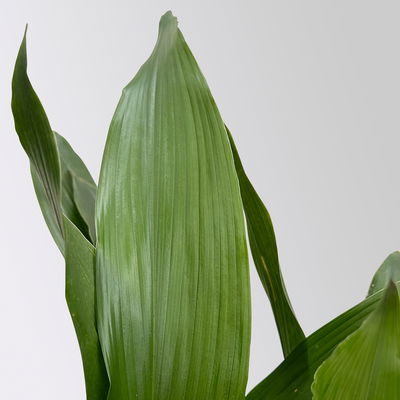 Schusterpalme, Topf-Ø 14 cm, Höhe ca. 50 cm Schusterpalme, Topf-Ø 14 cm, Höhe ca. 50 cm