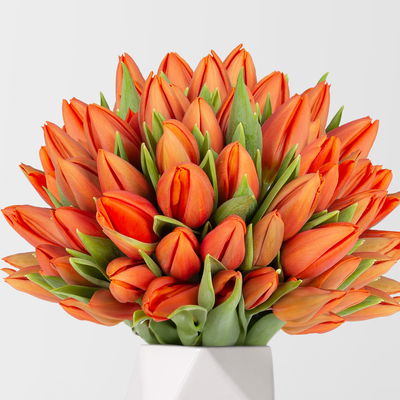 50 orangene Tulpen