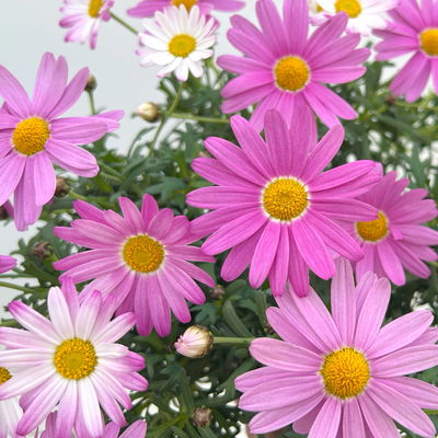 Margerite, rosa, Topf-Ø 14/15 cm, 3 Pflanzen Margerite, rosa, Topf-Ø 14/15 cm, 3 Pflanzen