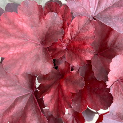 Bio Purpurglöckchen 'Royal Ruby', burgunderrot, Topf-Ø 12 cm, 3 Pflanzen Bio Purpurglöckchen 'Royal Ruby', burgunderrot, Topf-Ø 12 cm, 3 Pflanzen