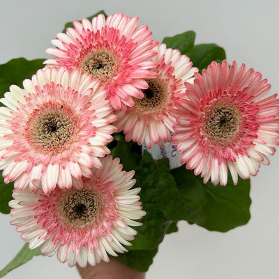 Gerbera, Farbmix zufällig, Topf-Ø 12 cm, 6 Pflanzen