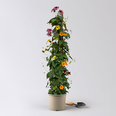 Schwarzäugige Susanne 'Trio' Pyramide, Farben zufällig, Topf-Ø 21cm