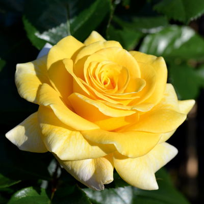 Duftende Edelrose 'Cassini'®, gelb, Topf 5 Liter, 4 Pflanzen Duftende Edelrose 'Cassini'®, gelb, Topf 5 Liter, 4 Pflanzen