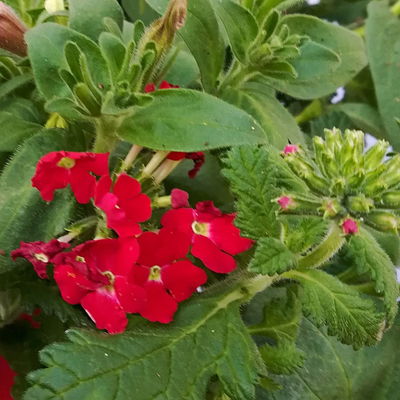 gemischte Sommerblumen-Ampel, rot, Ampeltopf-Ø 27 cm