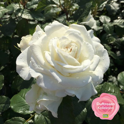 Stammrose 'Die Rose Ihrer Majestät'® (Beainesza), Stammhöhe 60cm, Topf 7,5 Liter