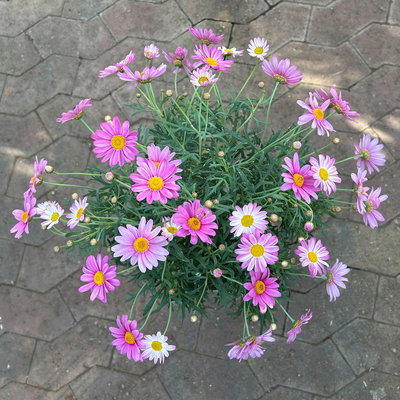 Margerite, Farbe zufällig, Stamm, Topf-Ø 15 cm, 2 Pflanzen