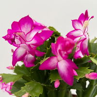 Weihnachtskaktus, lila, mit Übertopf Dallas anthrazit, Topf-Ø 12 cm, 2 Pflanzen