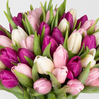 50 Tulpen, weiß, lila & hellrosa