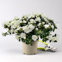 Azalee Hortinno® 'Christine Belli' weiß, Topf-Ø 15 cm