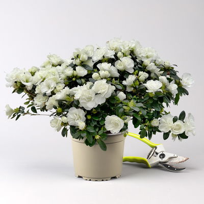 Azalee Hortinno® 'Christine Belli' weiß, Topf-Ø 15 cm