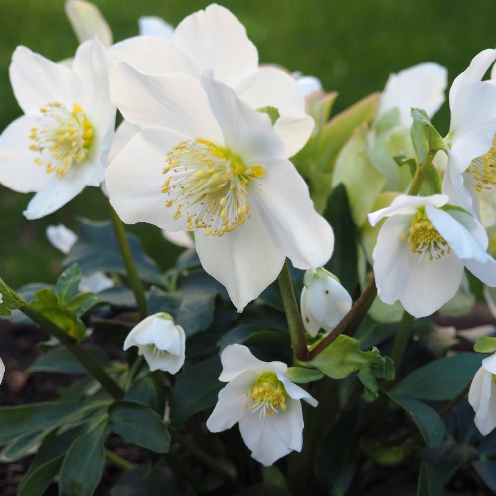 helleborus-weihnachtliche-gartenpflanzen-weihnachten