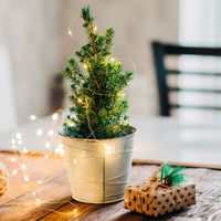 Zuckerhutfichte, Picea glauca 'Conica', Topf-Ø 9 cm, 6er Set
