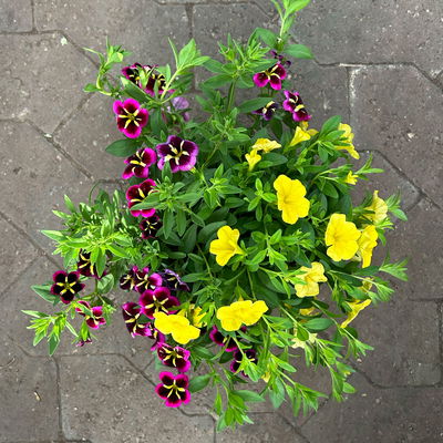 Zauberglöckchen 'Duo', pink & gelb, Topf-Ø 14 cm, 4 Pflanzen