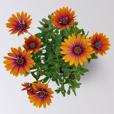 Kapkörbchen orange-pink, Topf-Ø 12 cm, 6er-Set Kapkörbchen orange-pink, Topf-Ø 12 cm, 6er-Set