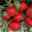 Kölle Bio Erdbeere Hummi® 'Gento', 3er-Set, zweimaltragend, 12 cm Topf