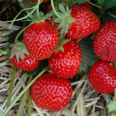 Bio Hummi® Erdbeere 'Gento', zweimaltragend, Topf 11x11cm, 3 Pflanzen