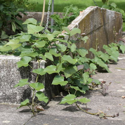 Blu Bio Süsskartoffel, Topf-Ø 12 cm, 6er Set