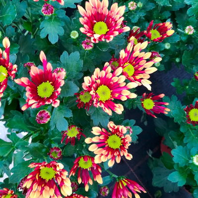 Chrysanthemen 'Splash Energy', rot-gelb, Topf-Ø 14 cm, 4 Pflanzen Chrysanthemen 'Splash Energy', rot-gelb, Topf-Ø 14 cm, 4 Pflanzen