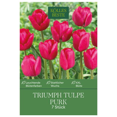 Triumph Tulpen 'Purk', pinkfarben, 7 Blumenzwiebeln Triumph Tulpen 'Purk', pinkfarben, 7 Blumenzwiebeln