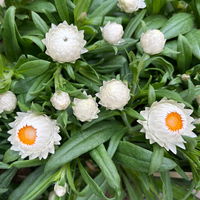 Strohblume, weiß, Topf- Ø 15 cm, 3 Pflanzen