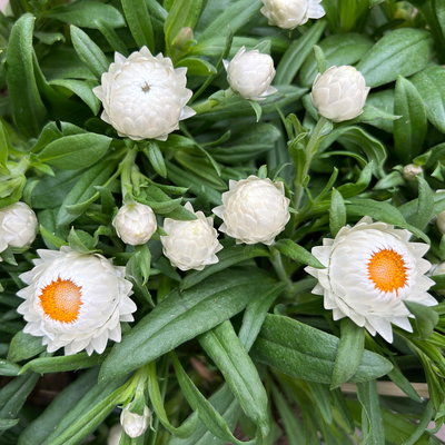 Strohblume, weiß, Topf- Ø 15 cm, 3 Pflanzen Strohblume, weiß, Topf- Ø 15 cm, 3 Pflanzen
