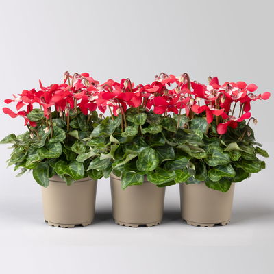 Alpenveilchen 'Djix Red', rot, Topf-Ø 12cm, 3 Stück