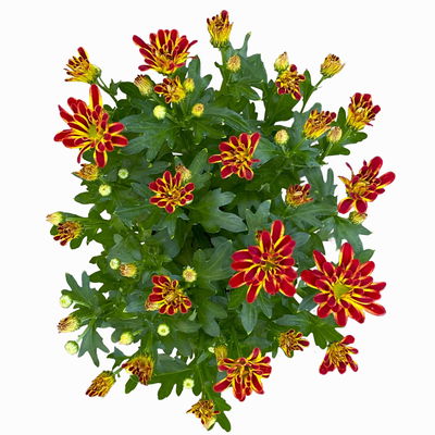 Chrysanthemen 'Rainbow Circus', rot-gelb gestreift Topf-Ø 14 cm, 4 Pflanzen Chrysanthemen 'Rainbow Circus', rot-gelb gestreift Topf-Ø 14 cm, 4 Pflanzen