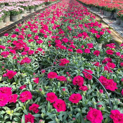 Nelke 'Oscar®', Farbe zufällig, Topf-Ø 14 cm, 4 Pflanzen