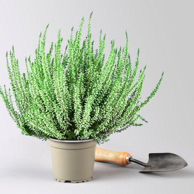 Knospenheide 'Picasso' gefärbt, Farben zufällig, Topf-Ø 12 cm, 6 Pflanzen Knospenheide 'Picasso' gefärbt, Farben zufällig, Topf-Ø 12 cm, 6 Pflanzen