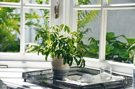 Schefflera Schefflera