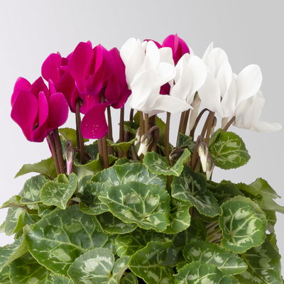 Alpenveilchen 'Exclusive® Duo' lila&weiß, Topf-Ø 10,5 cm, 4 Pflanzen