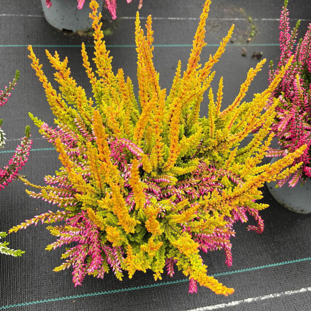 Calluna 'Colour Peaks', Farbe zufällig, Topf-Ø 13 cm, 4 Pflanzen
