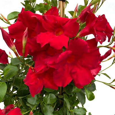 Dipladenie, rot, Pyramide, Topf-Ø 23 cm, Höhe ca. 110 cm