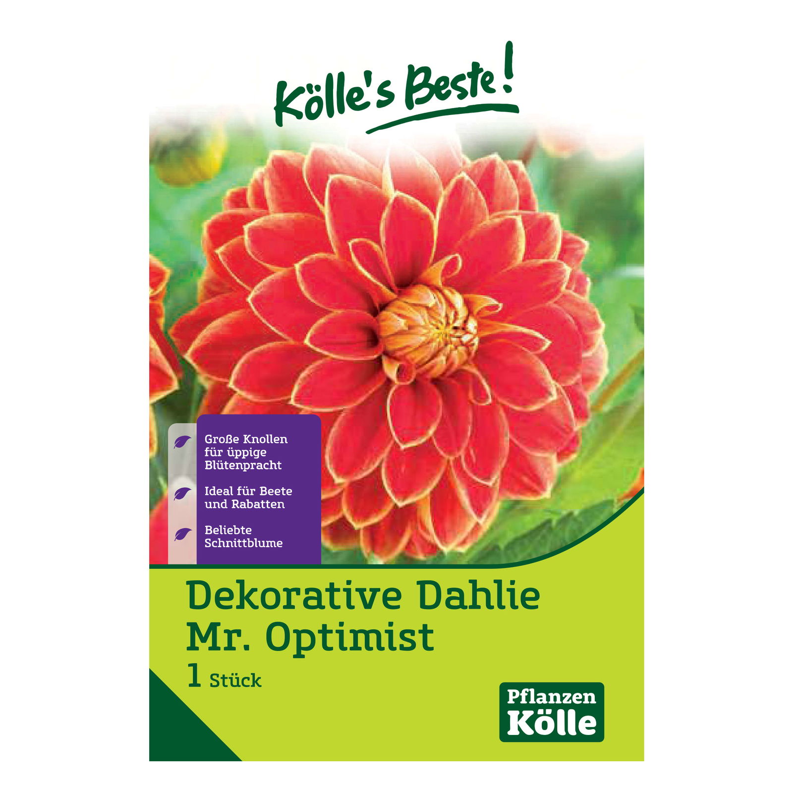 Dekorative-Dahlie 'Mr. Optimist' rot mit gelbem Rand, 1 Blumenknolle