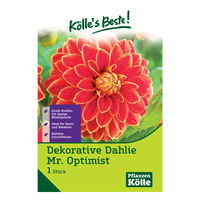 Dekorative-Dahlie 'Mr. Optimist' rot mit gelbem Rand, 1 Blumenknolle