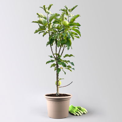 Kölle Bio Säulenapfel 'Goldcats'Ⓢ, Unterlage MM 111, Topf 10 Liter