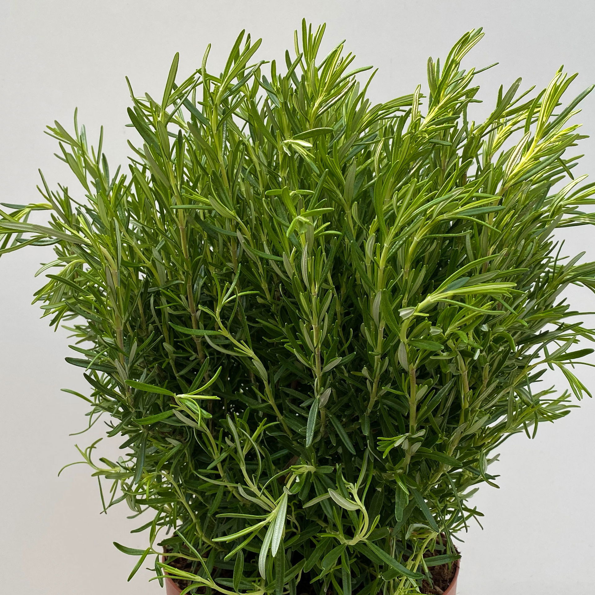 Rosmarin, Busch, TopfØ 23 cm online kaufen │ PflanzenKölle