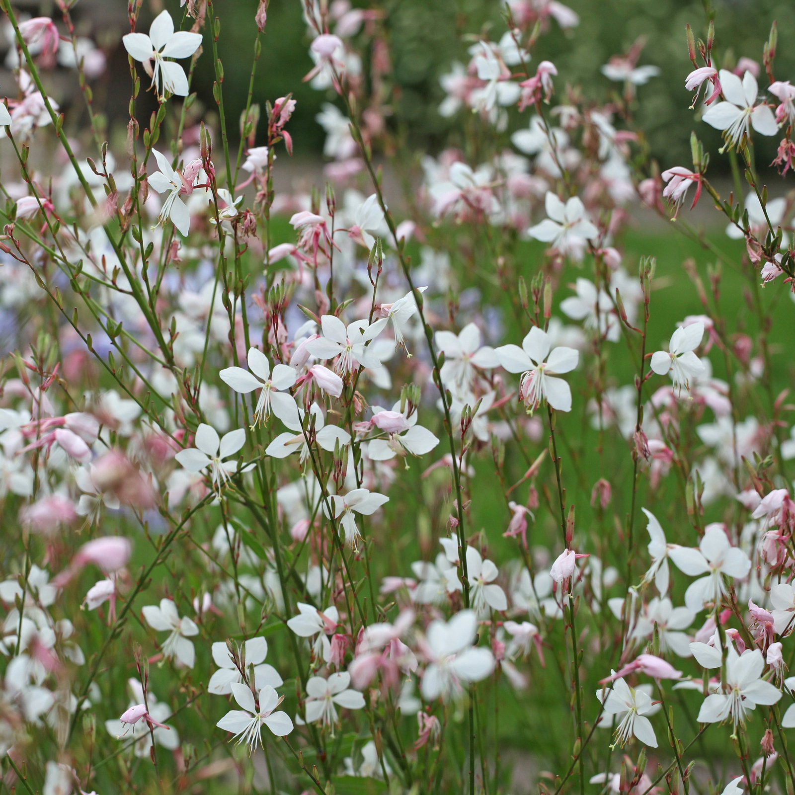 Pflanzenkreation Lavendeltraum, groß, 6 Pflanzen inkl. Erde und Dünger