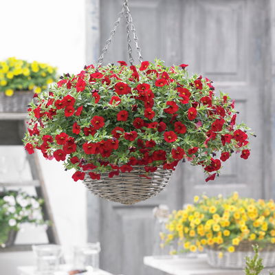 Zauberglöckchen, rot, Topf-Ø 12 cm, 6 Pflanzen