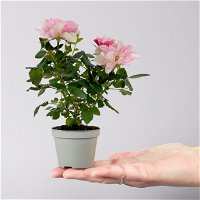 Rose 'Pia' rosa-weiß, Mini, Topf-Ø 7 cm, 8er-Set